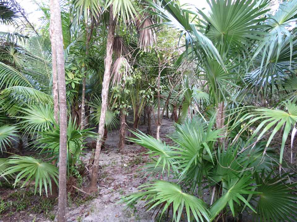 Durch den Urwald Grand Palladium Kantenah Resort & Spa