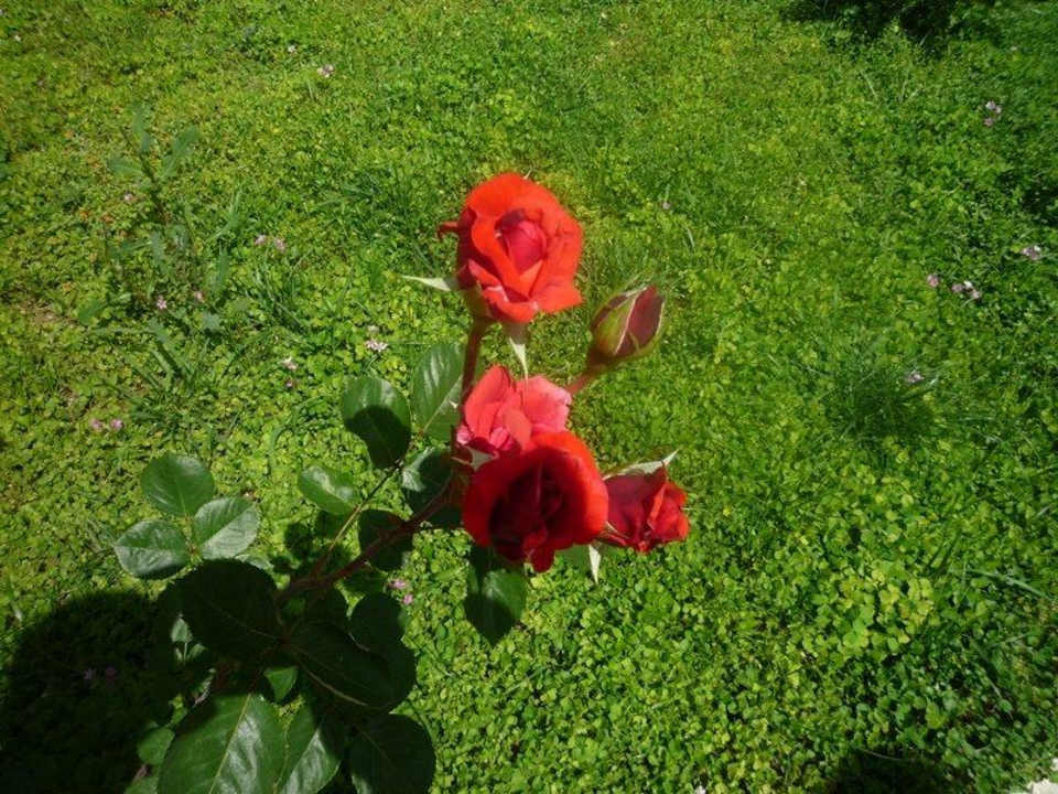 Die Rose Hotel Sirma