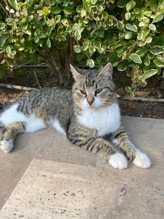 Gartenanlage Concorde De Luxe Resort