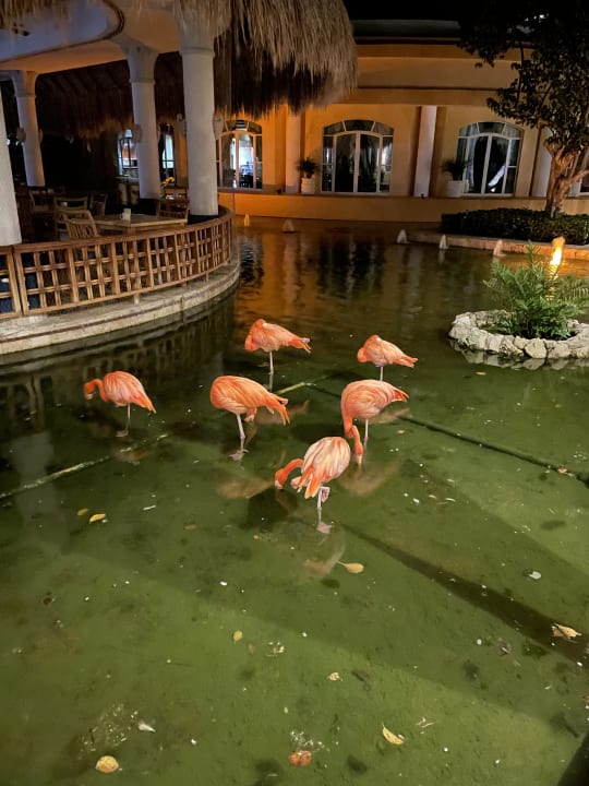 Gartenanlage Iberostar Selection Paraiso Maya Suites