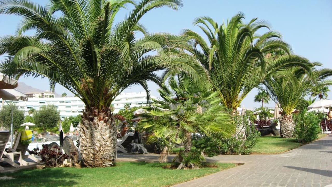 Gartenanlage Hotel Riu Palace Tenerife