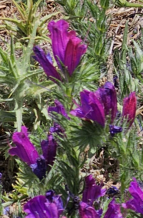 Gartenanlage AP Adriana Beach Resort