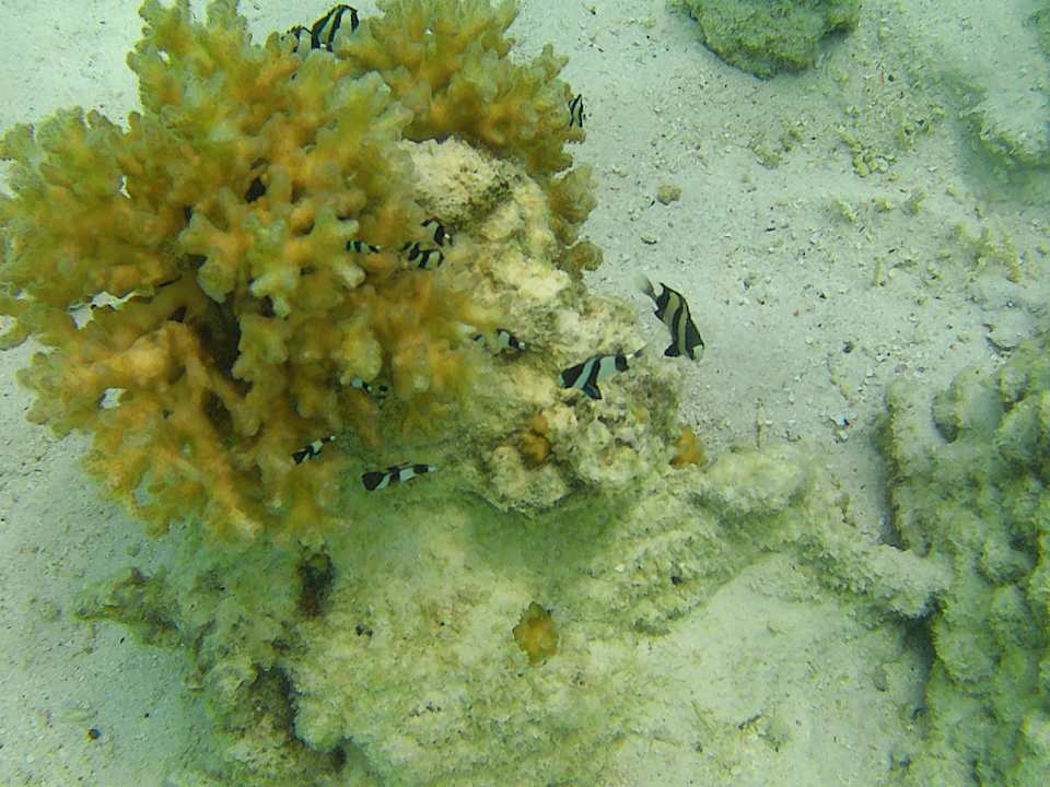 Sport & Freizeit Ellaidhoo Maldives by Cinnamon