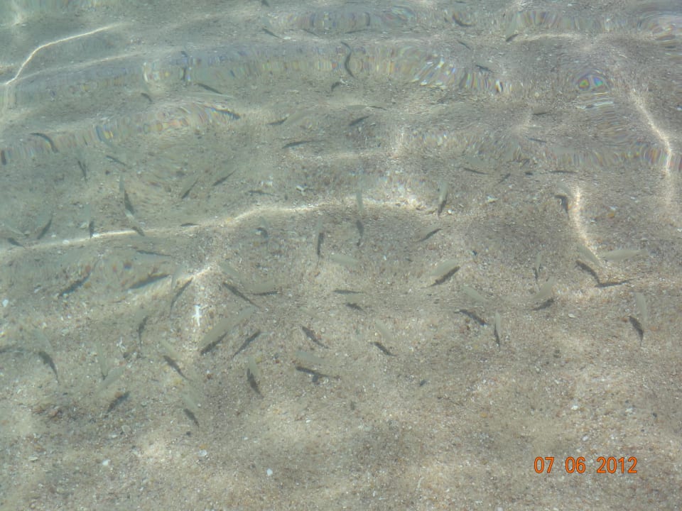 Fische Continental Hotel Hurghada