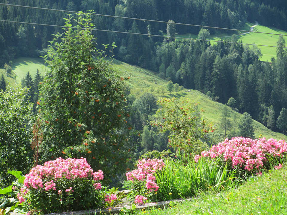 Bunte Blumen am Bauernhof Landhof Kreuzsalgut