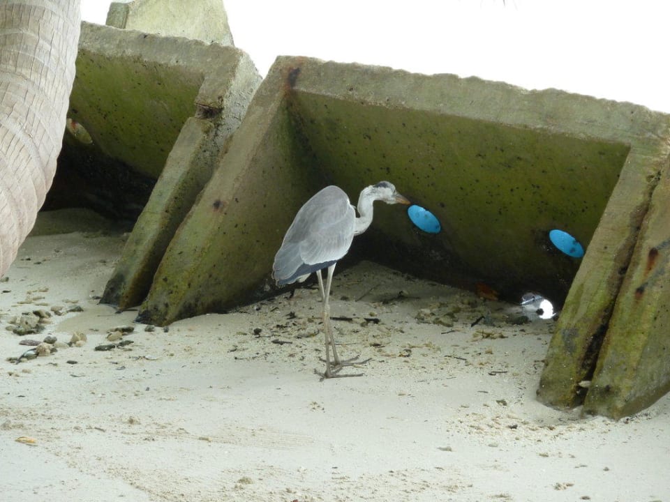 Schutzwall Vilamendhoo Island Resort & Spa
