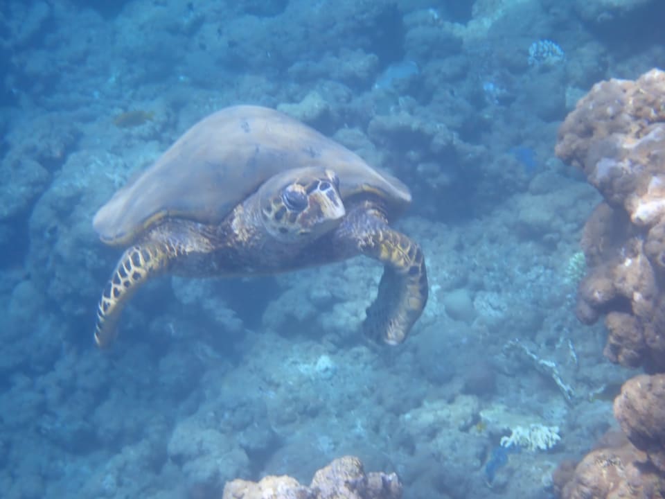 Sport & Freizeit Three Corners Equinox Beach Resort