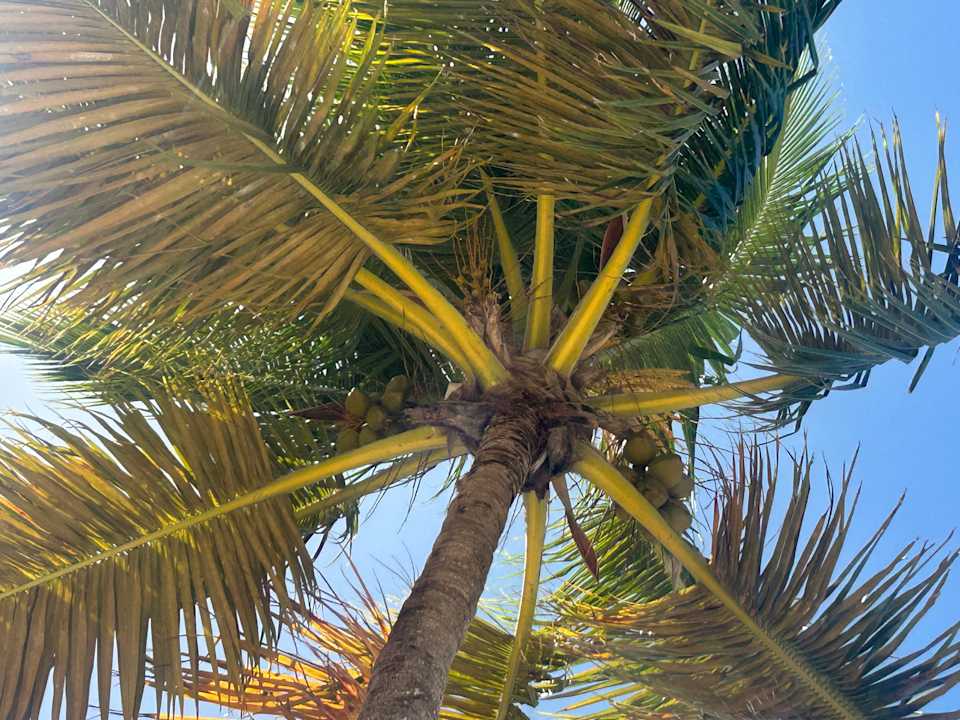 Sonstiges Hotel Grand Palladium Palace Resort, Spa & Casino