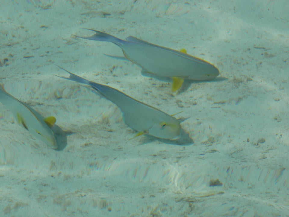 Meeru Island Resort Meeru Maldives Resort Island