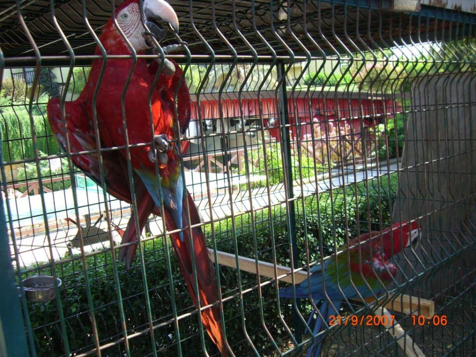 Die 2 Ara's Alba Resort Hotel