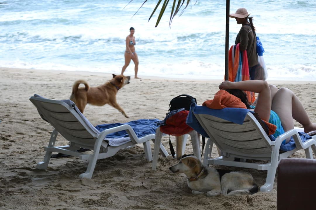 Der Hotelhund hat die Verkäufer verjagt The Fair House Beach Resort