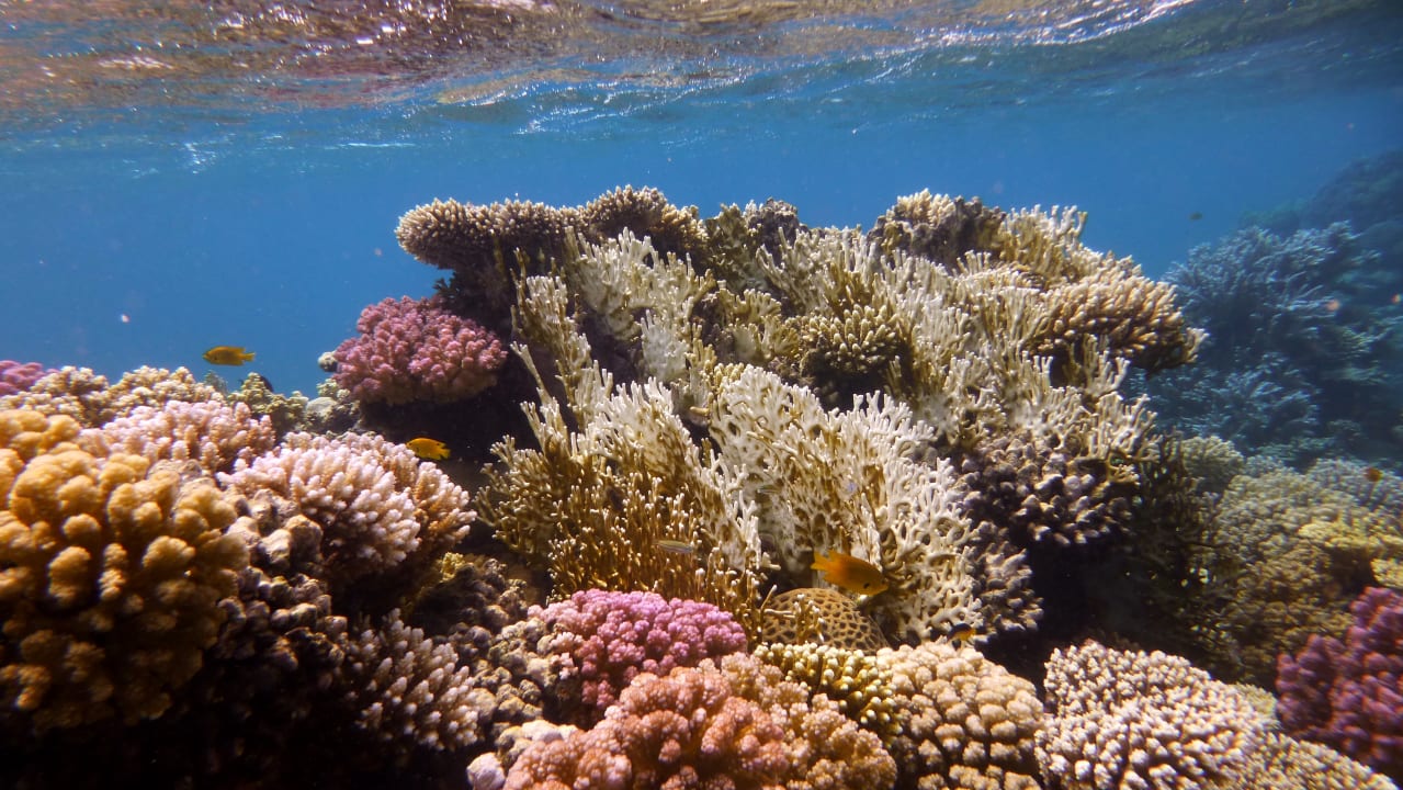 Sport & Freizeit Shams Alam Beach Resort