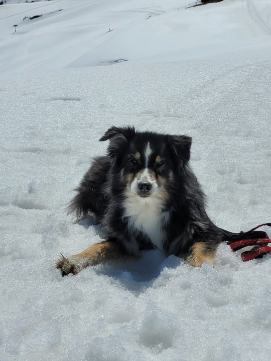 Sonstiges Sunstar Hotel Grindelwald