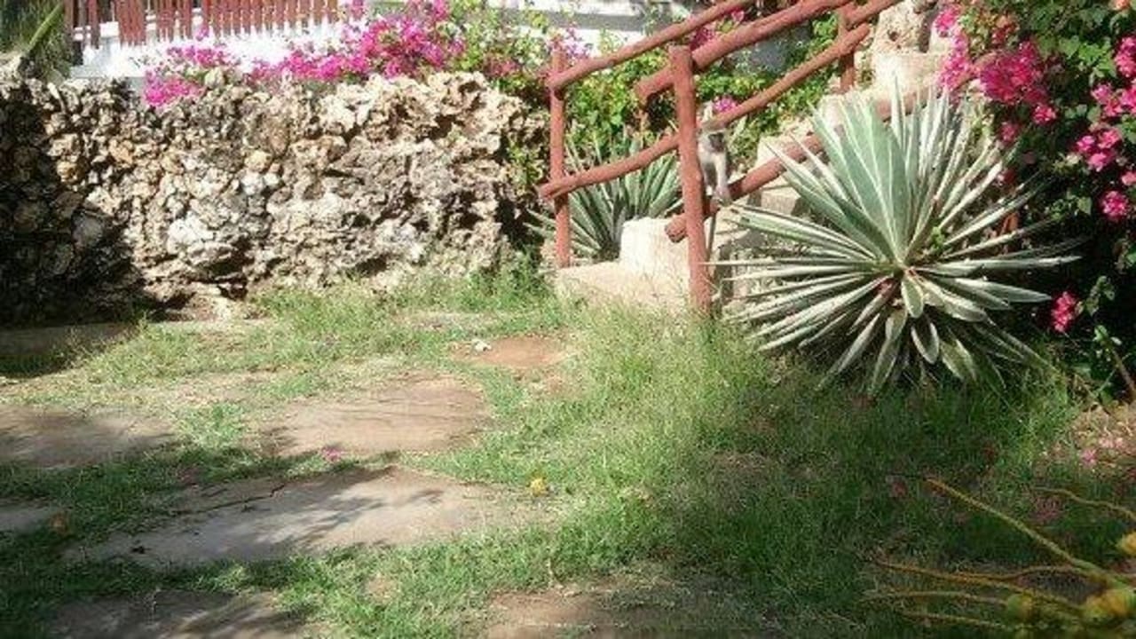 Affen im Liegebereich Bahari Beach Hotel