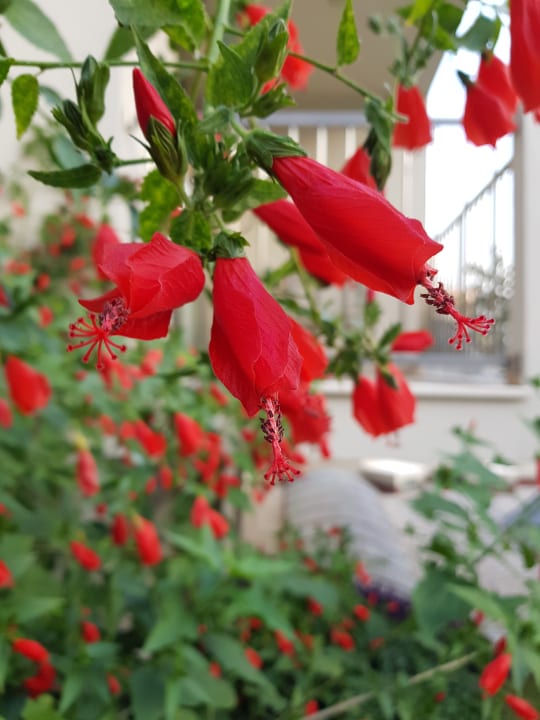 Gartenanlage Arum Barut Collection