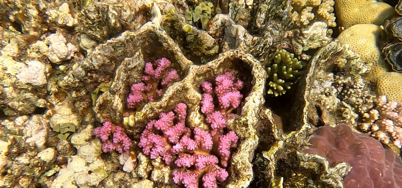 Sport & Freizeit Malikia Resort Abu Dabbab