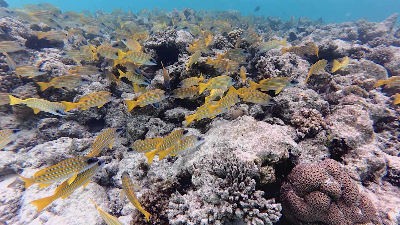 Strand Meeru Maldives Resort Island