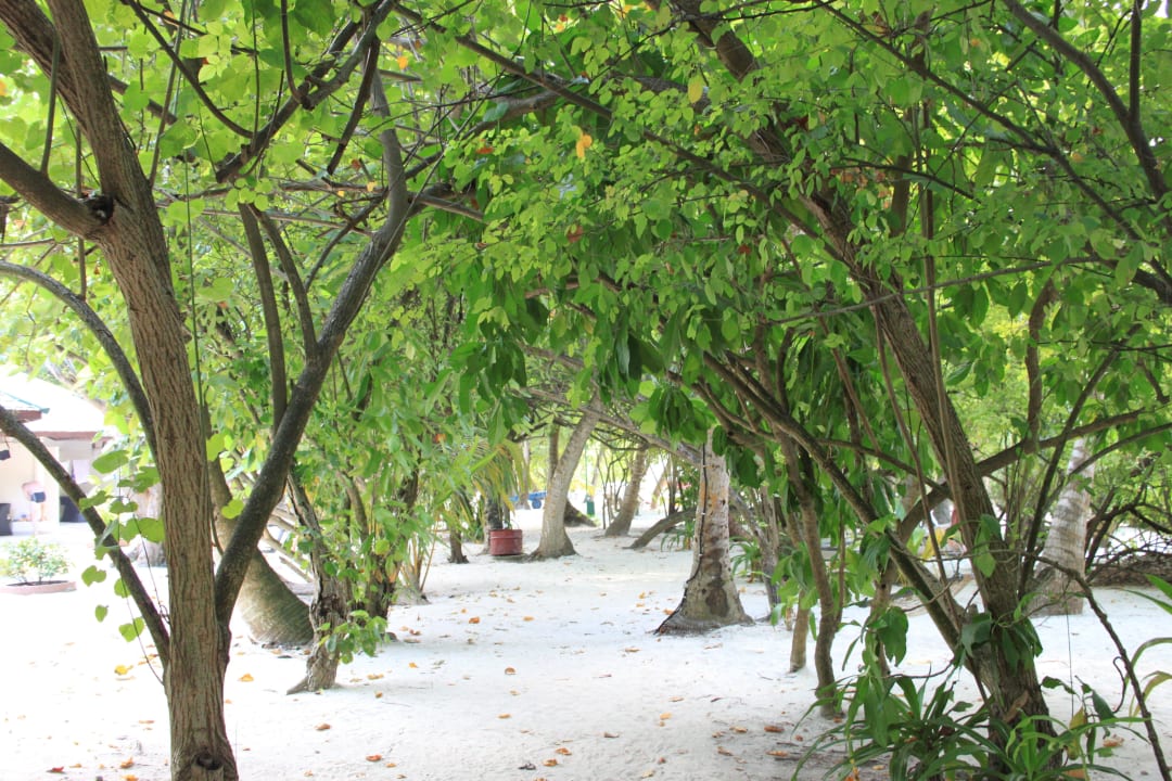 Auf der Insel Embudu Village