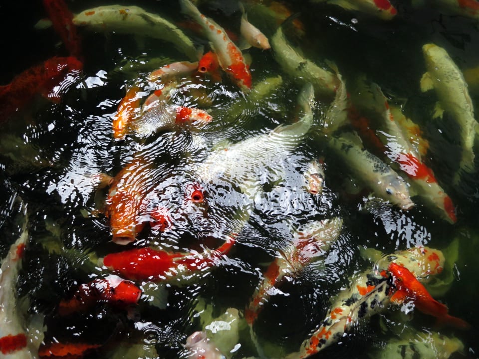 Überall Fische Rummana Boutique Resort