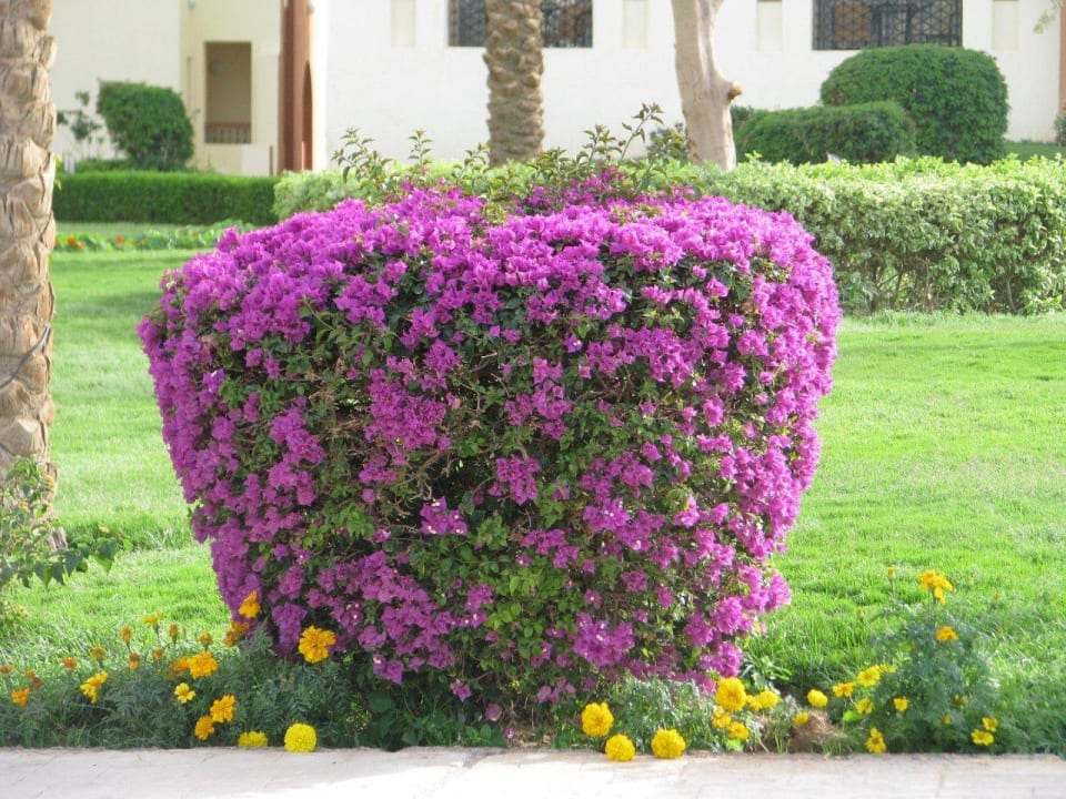 Красоты отеля SUNRISE Royal Makadi Resort