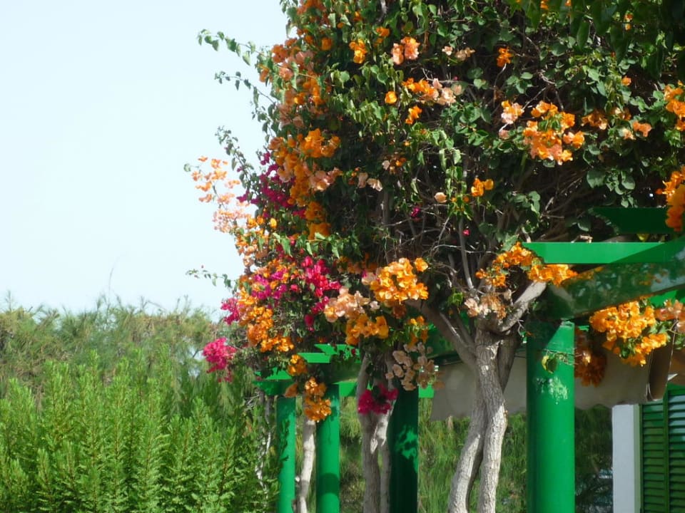 Schöner Garten Bungalows Cordial Sandy Golf