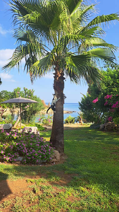 Gartenanlage Crystal Springs Beach Hotel