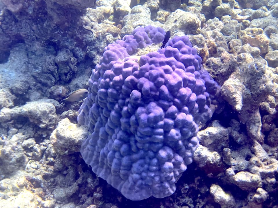 Sport & Freizeit Summer Island Maldives