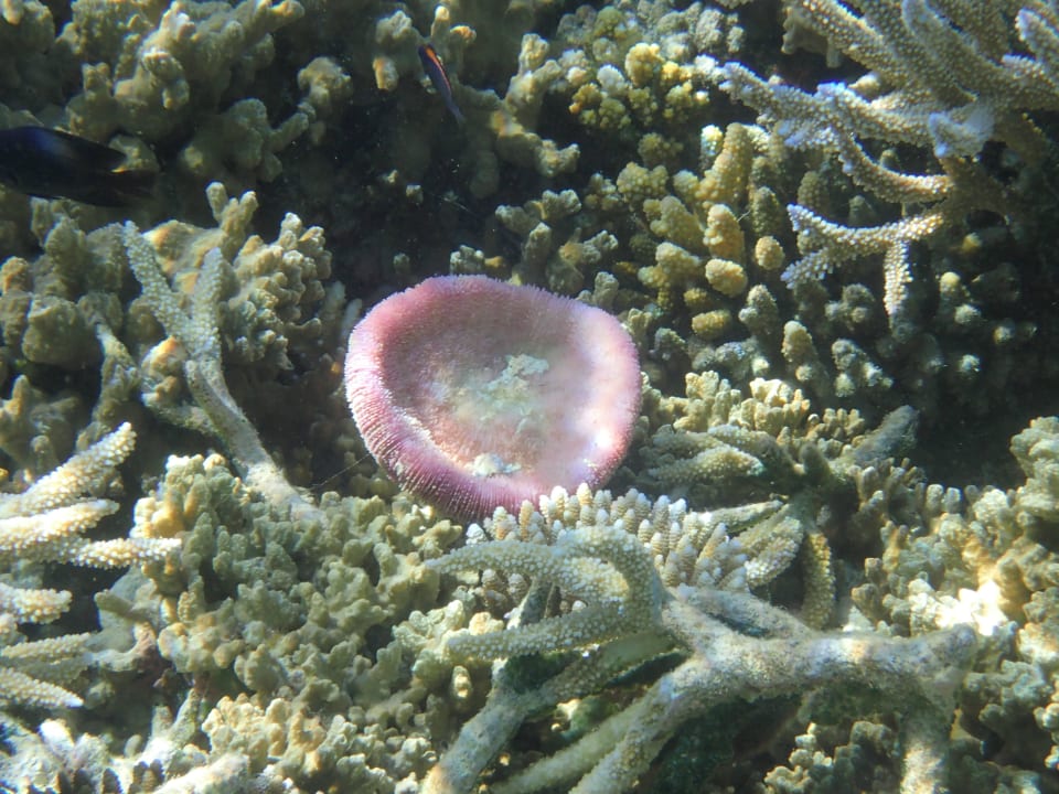 Beim Schnorcheln ananea Diamonds Athuruga