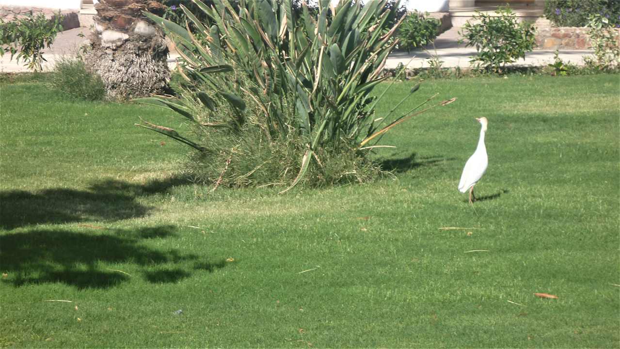 Gartenanlage Menaville Safaga