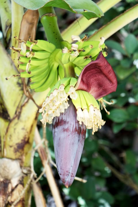 Gartenanlage Adaaran Select Hudhuran Fushi - Premium All Inclusive