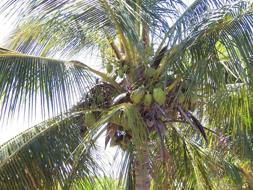 Kokosnüsse Muthu Playa Varadero