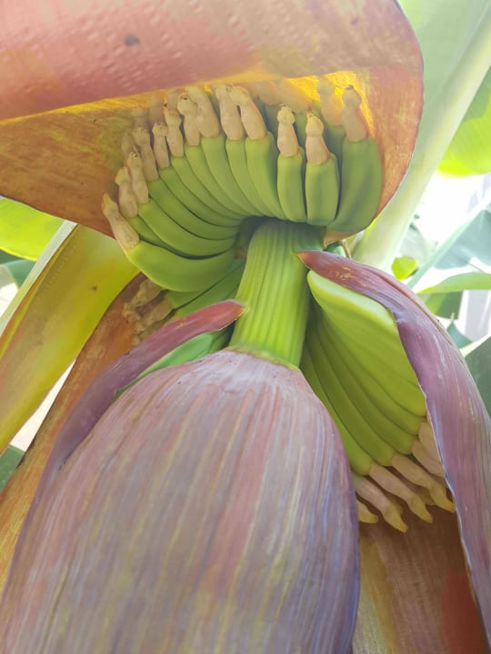 Gartenanlage Haydarpasha Palace