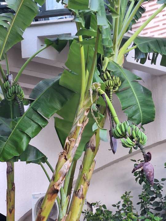 Gartenanlage Limak Limra Hotel & Resort