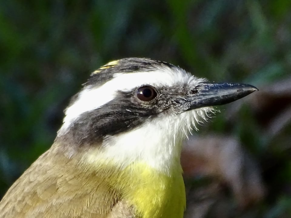 Gartenanlage Hotel Selva Negra