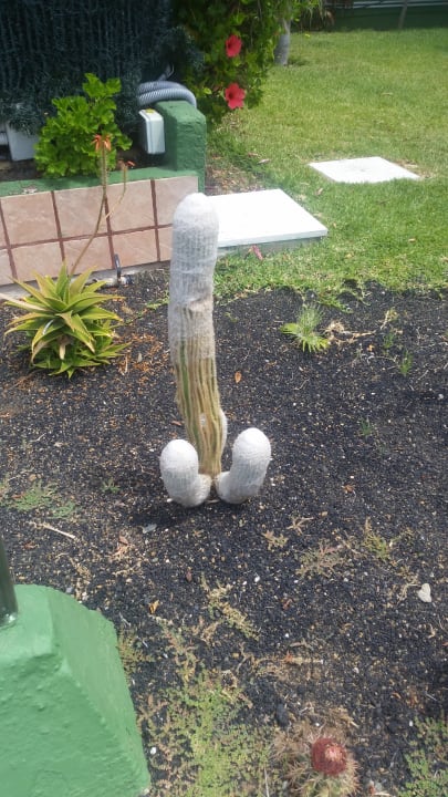 Gartenanlage Artemisa Gay Bungalows