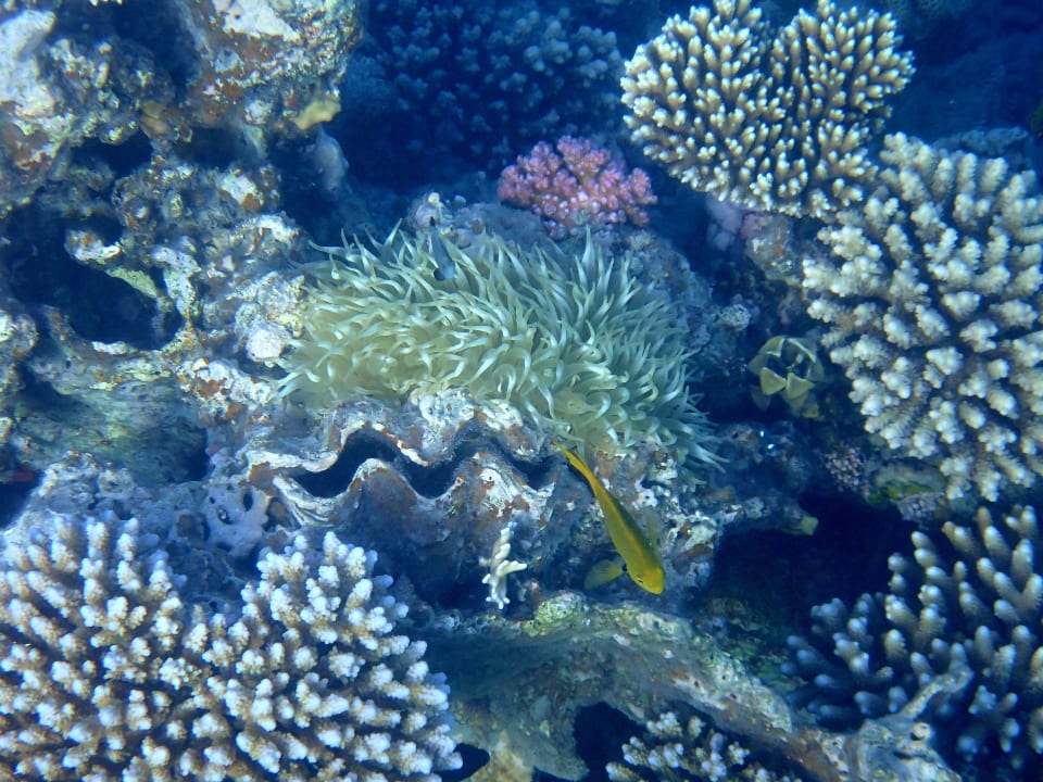 Strand Shams Alam Beach Resort