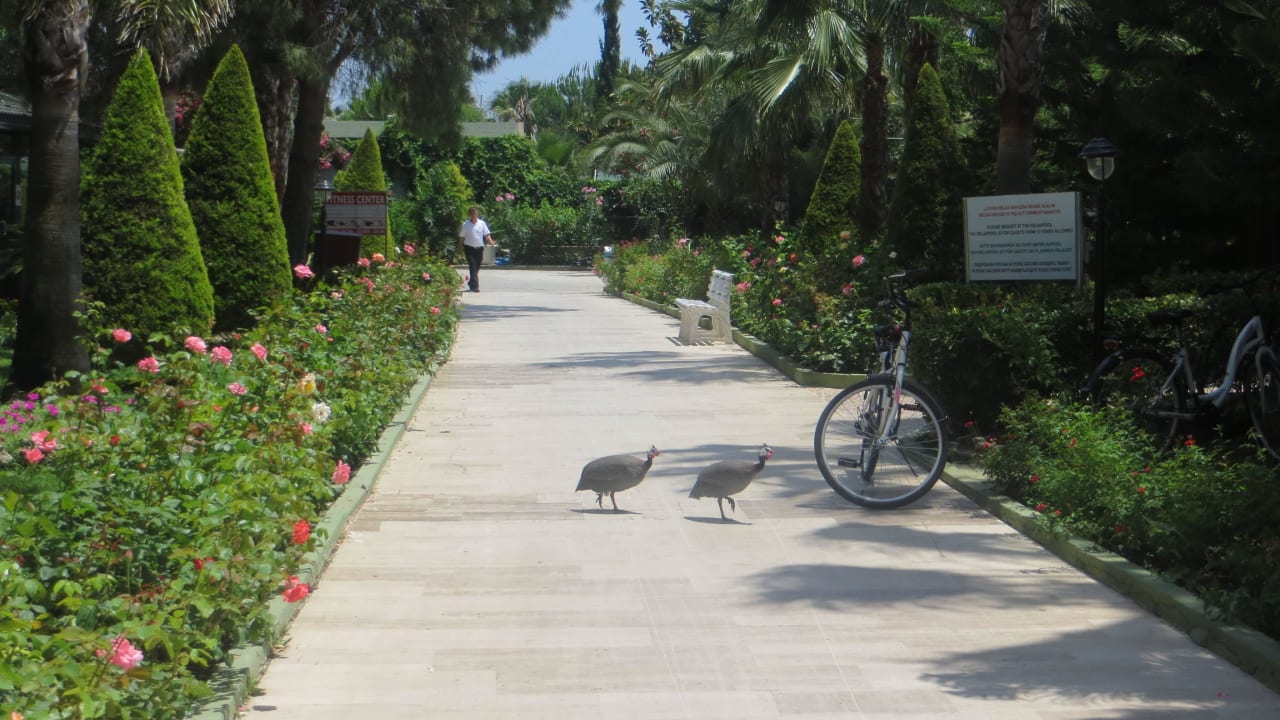 Perlhühner in der Gartenanlage  Hotel Botanik Platinum