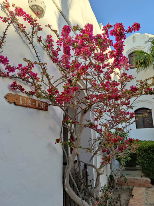 Gartenanlage Arabella Azur Resort