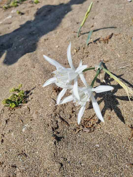 Strand allsun Hotel Carolina Mare