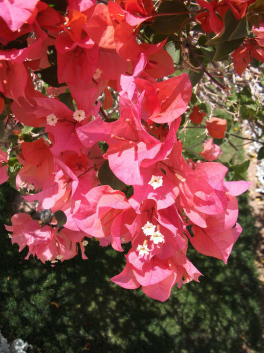 Blumen im Garten JAZ Belvedere Resort
