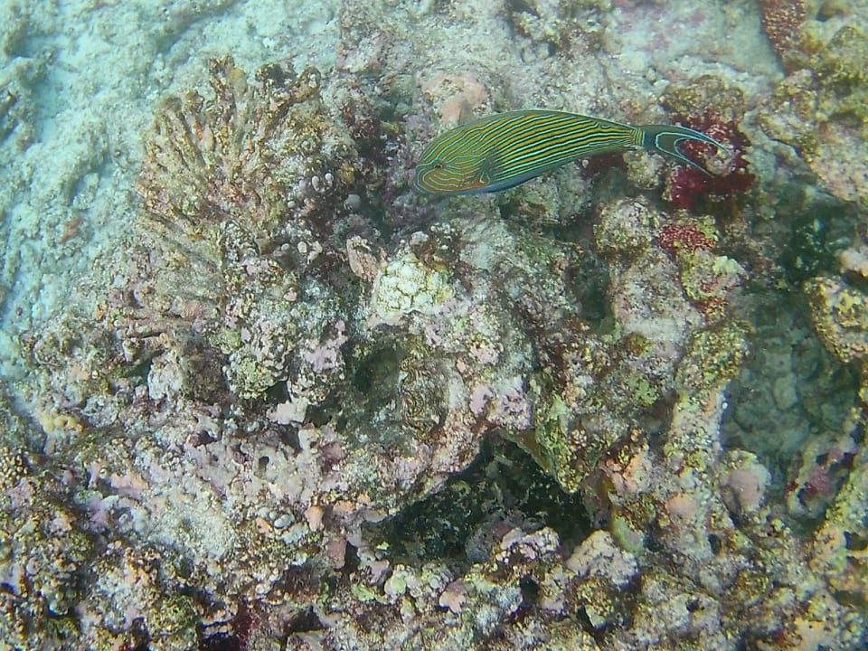 Sport & Freizeit Summer Island Maldives