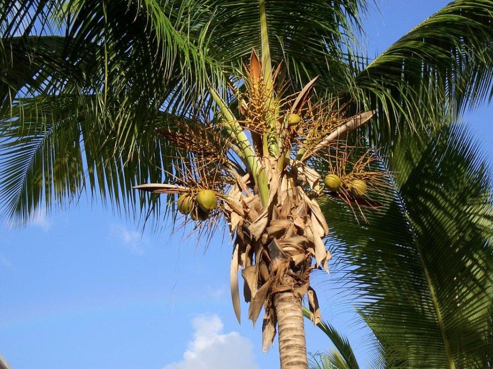 Cocos-Palme Grand Palladium Select Bávaro Resort & Spa