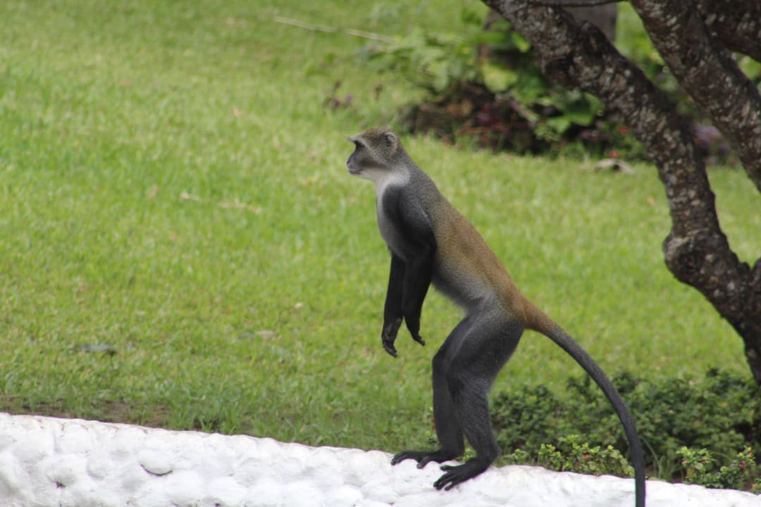 Auf der Lauer Hotel Southern Palms Beach Resort