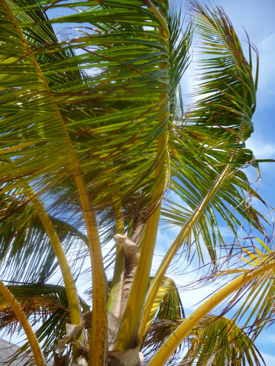 Traumhafte Palmen Summer Island Maldives