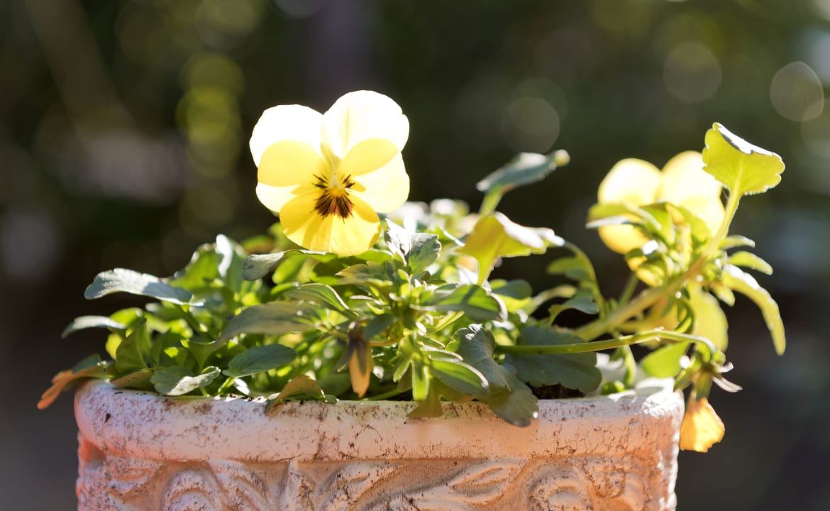 Gartenanlage Hotel Potsdam am Katharinenholz