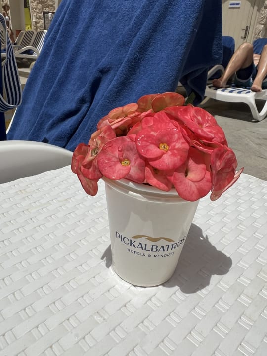 Sonstiges Pickalbatros Citadel Resort