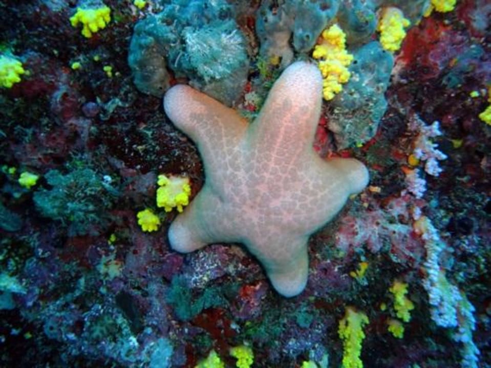 Unterwasser - Bootstauchgang NH Collection Maldives Reethi Resort