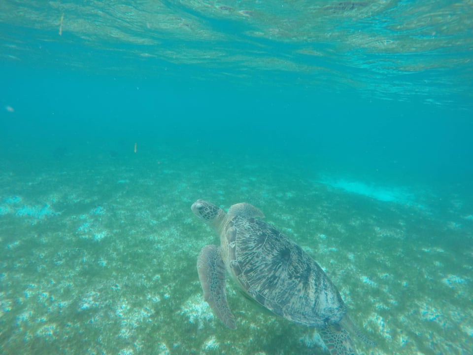 Schildkröte  Kuredu Island Resort & Spa