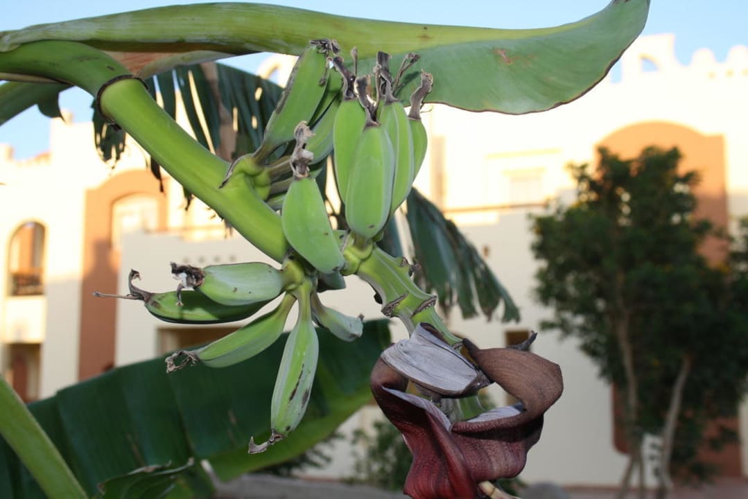 Bananenbaum SUNRISE Royal Makadi Resort