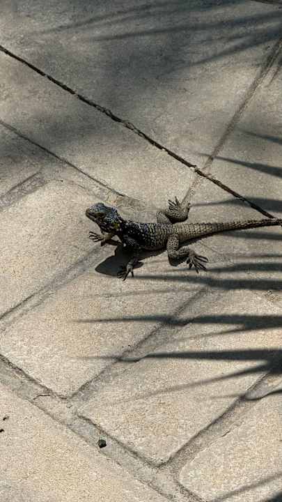 Gartenanlage Irene Palace Beach Resort Club alltoura